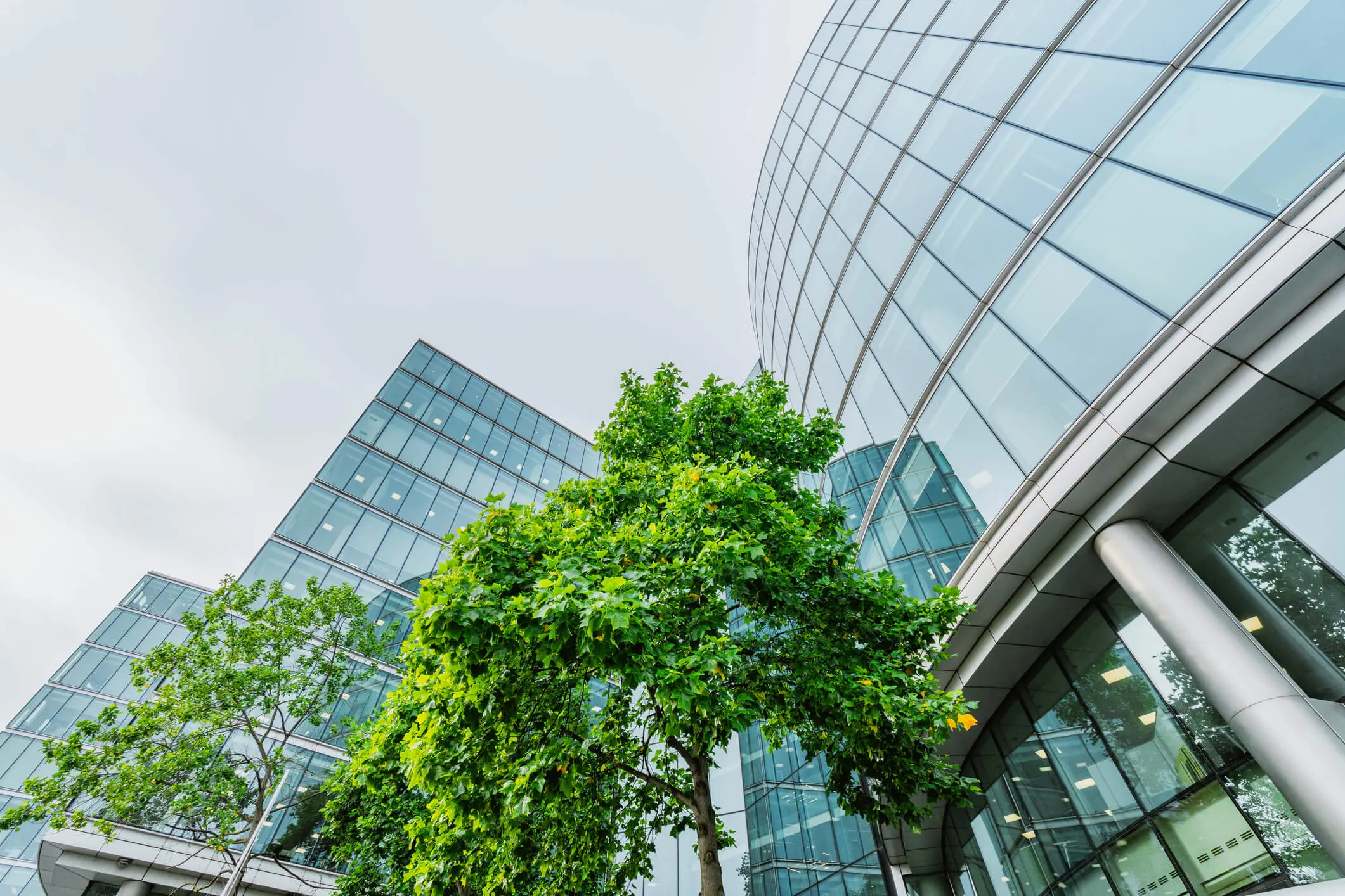 Edifícios corporativos com árvores verdes